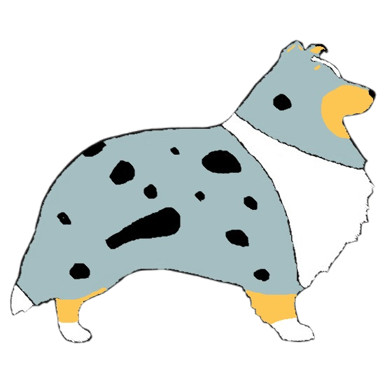 Fellfarbe: Blue Merle